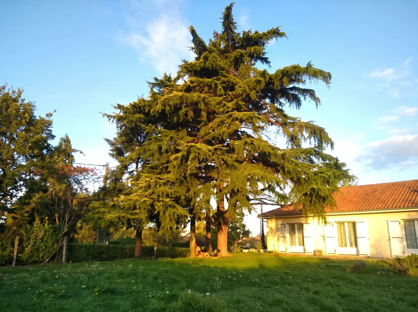 Avant : Abattage d'un arbre devenu dangereux